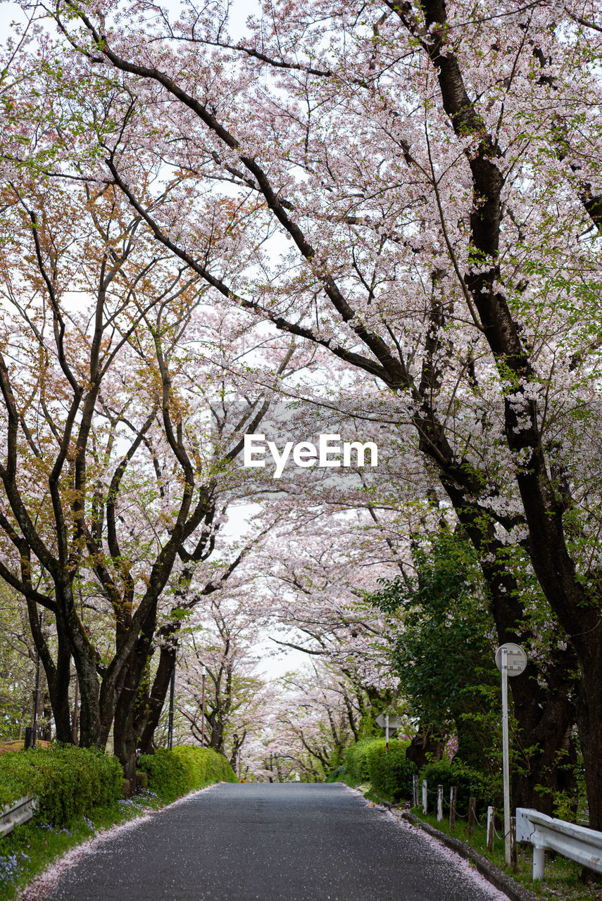 VIEW OF CHERRY BLOSSOM AMIDST TREES AND ROAD