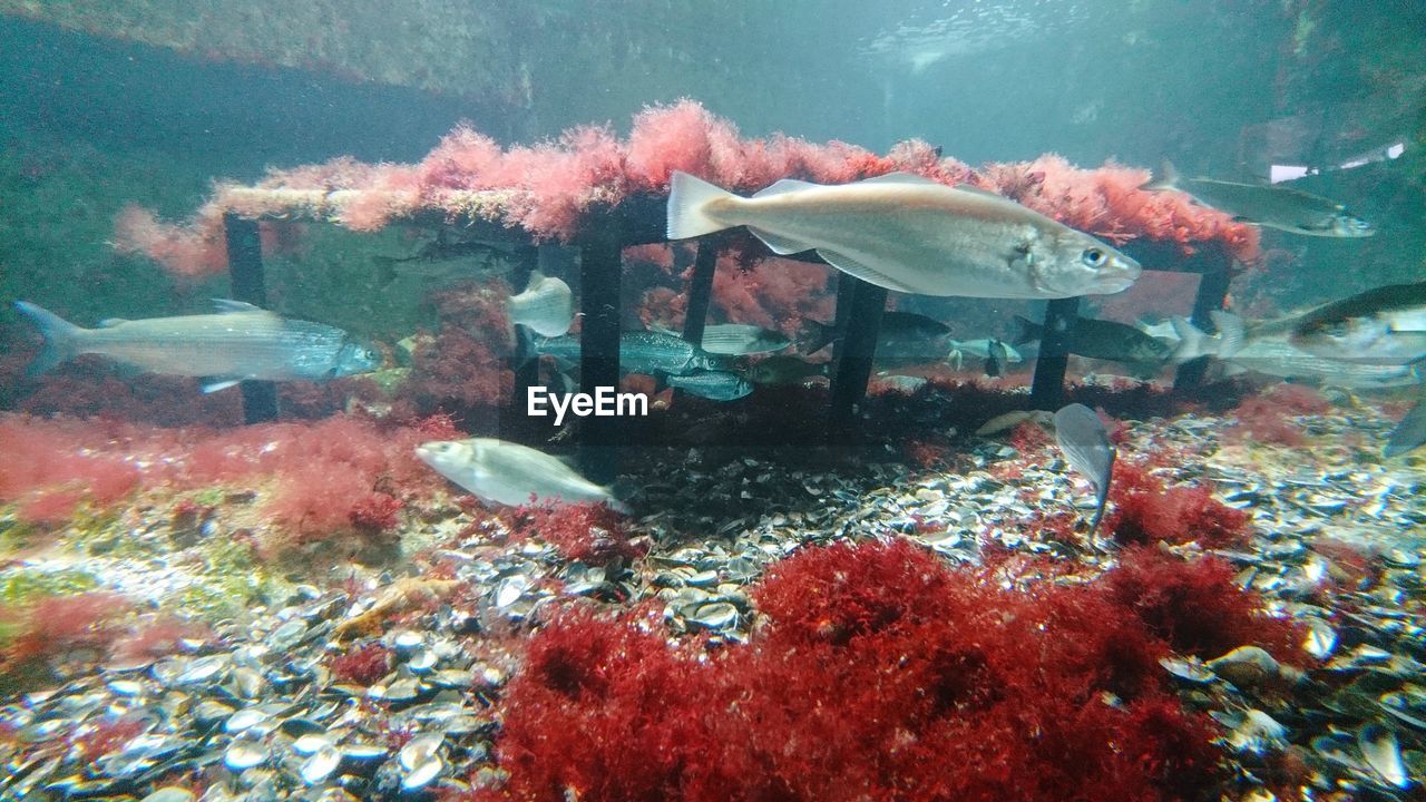 FISH SWIMMING UNDERWATER