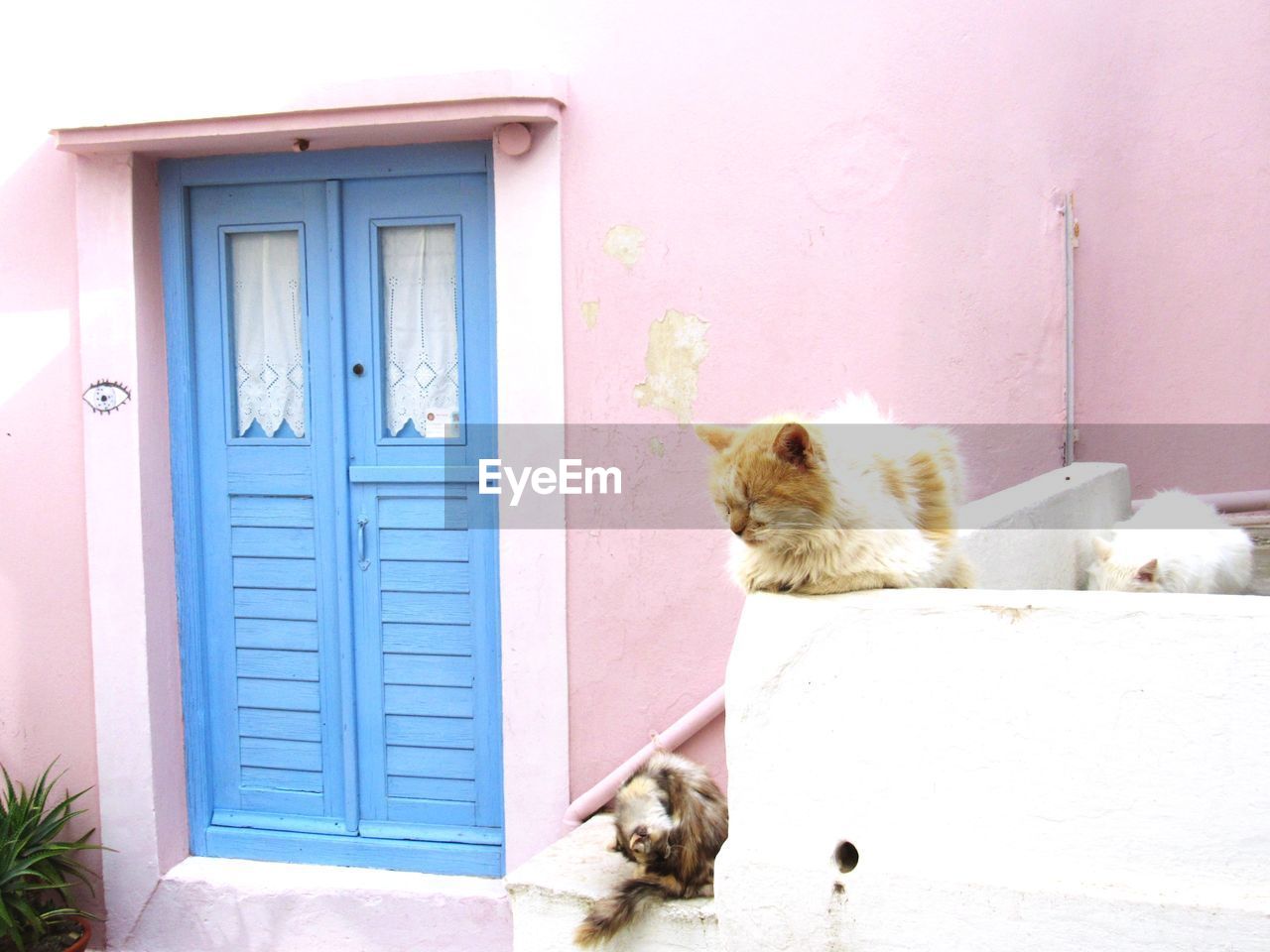 View of a cat looking through door