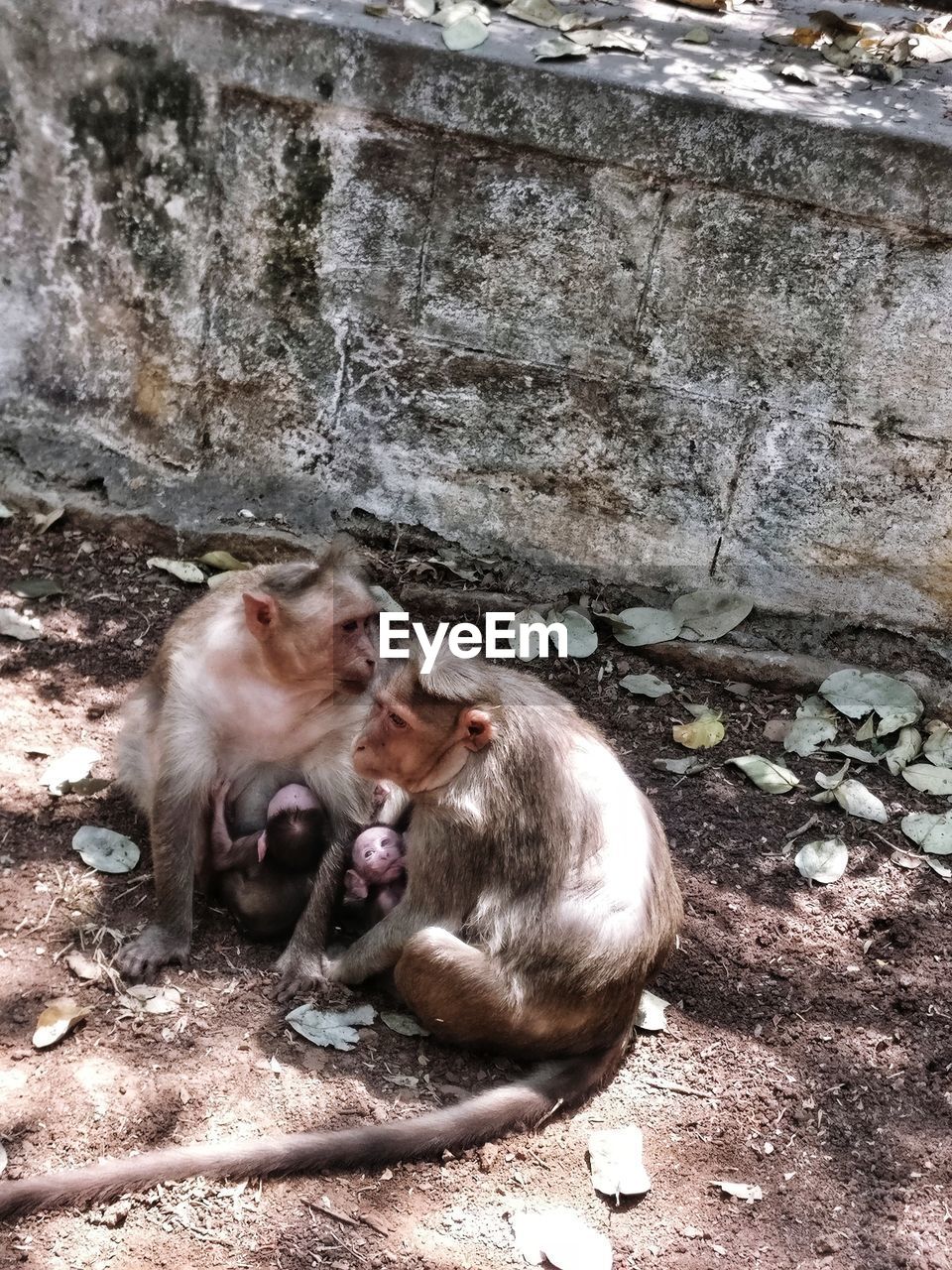 MONKEYS SITTING ON WALL