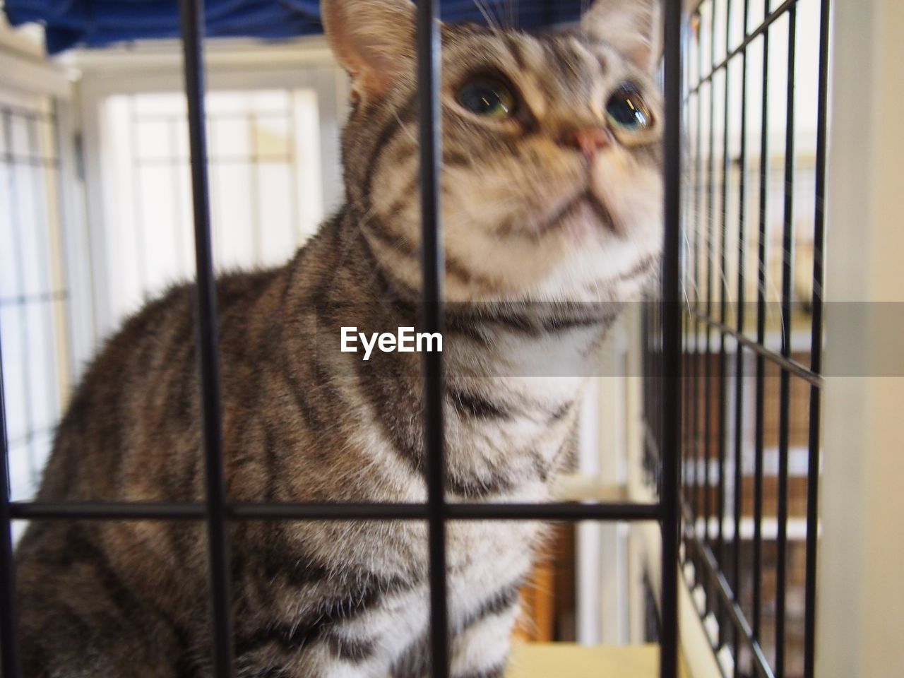 Close-up of cat in cage at home