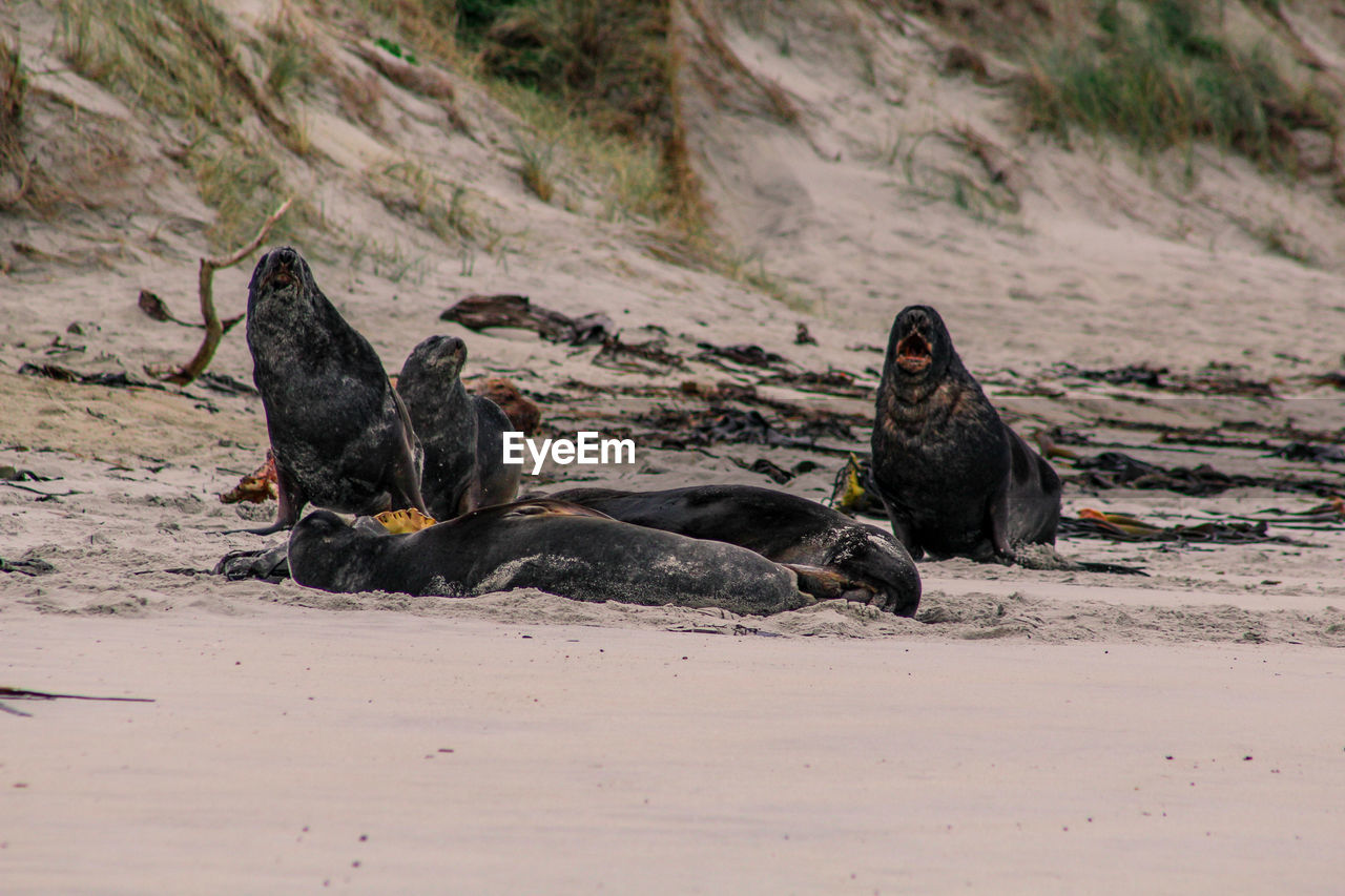 VIEW OF DEAD ANIMAL ON BEACH