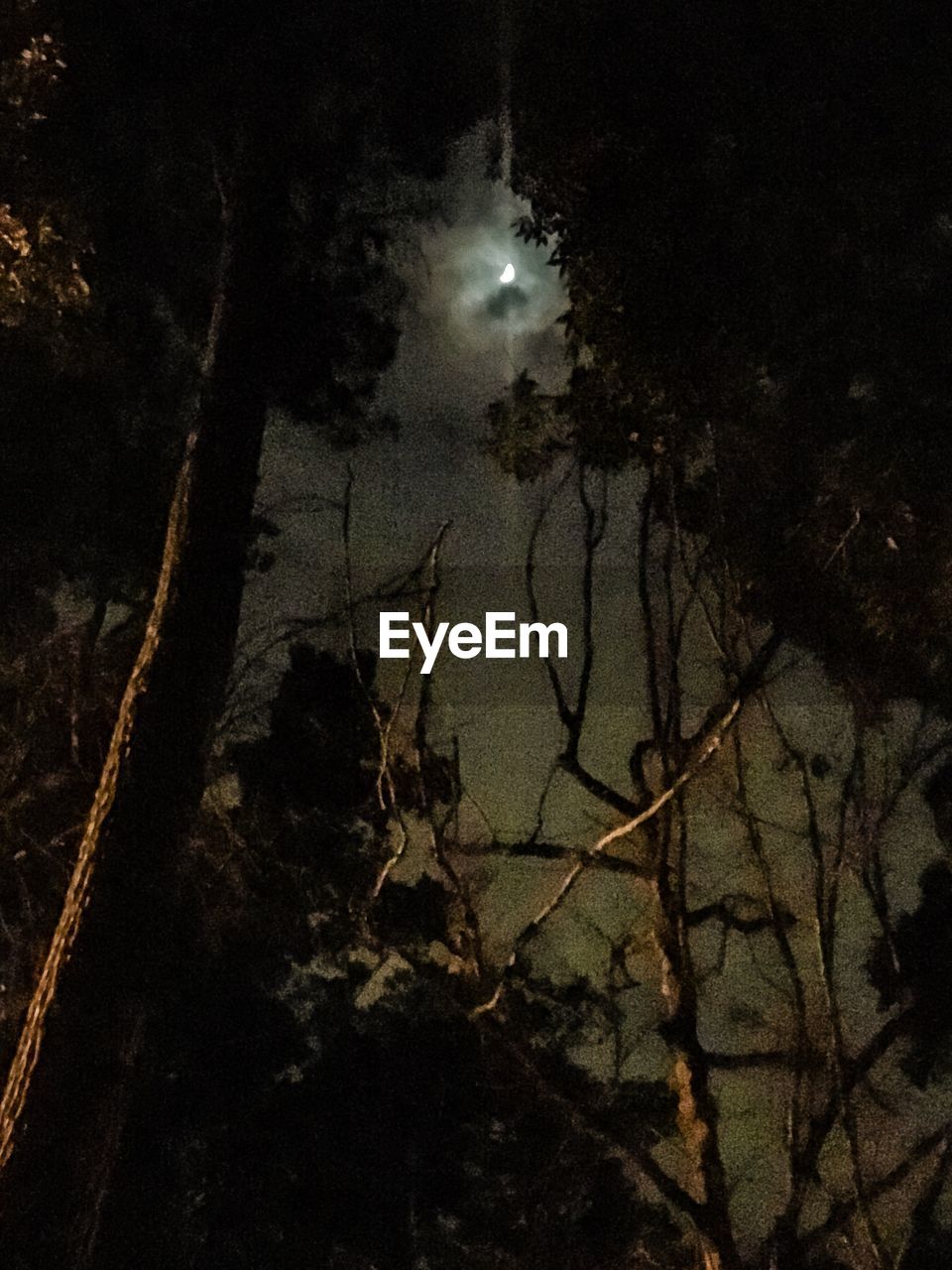 CLOSE-UP OF SILHOUETTE TREE AT NIGHT