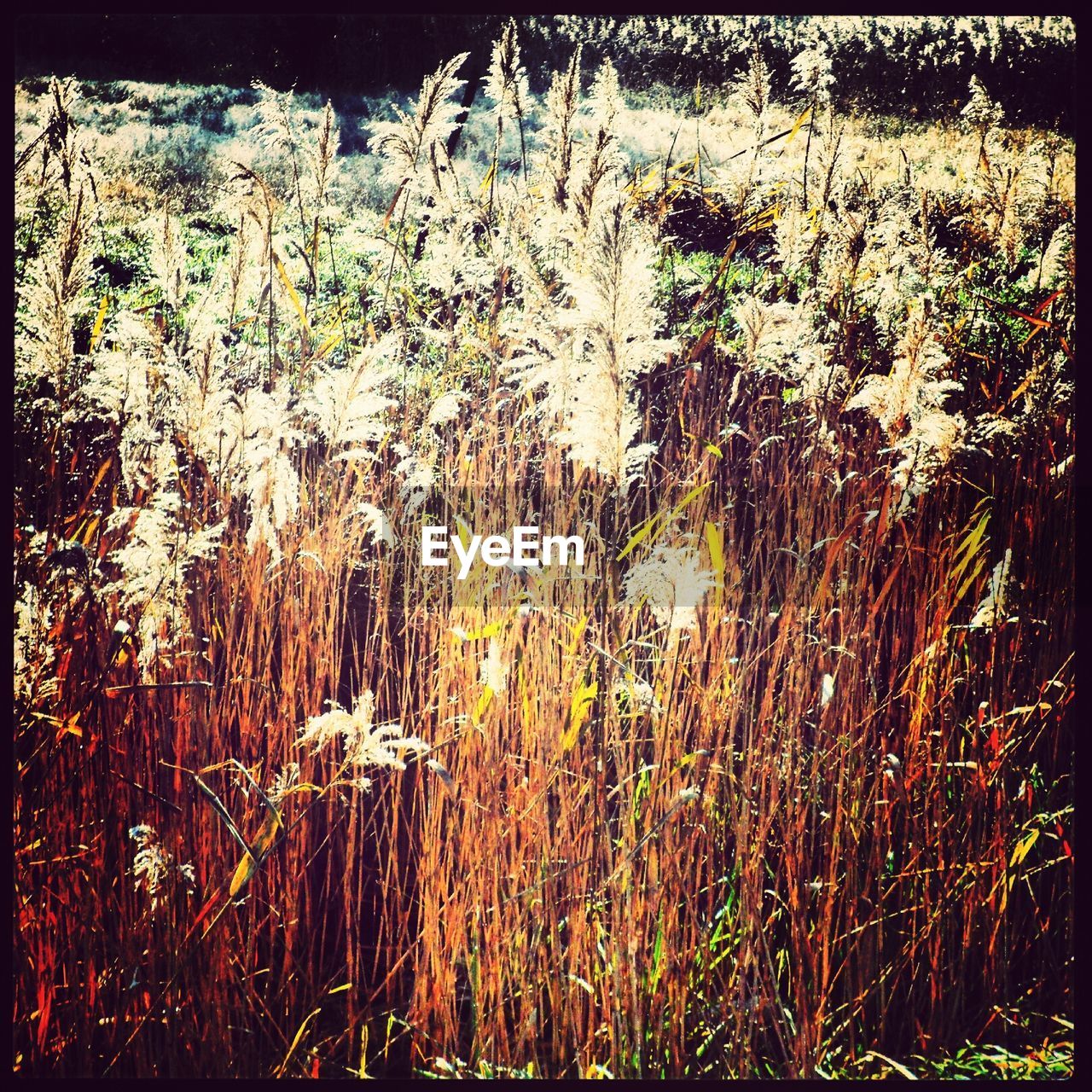 PLANTS GROWING ON FIELD