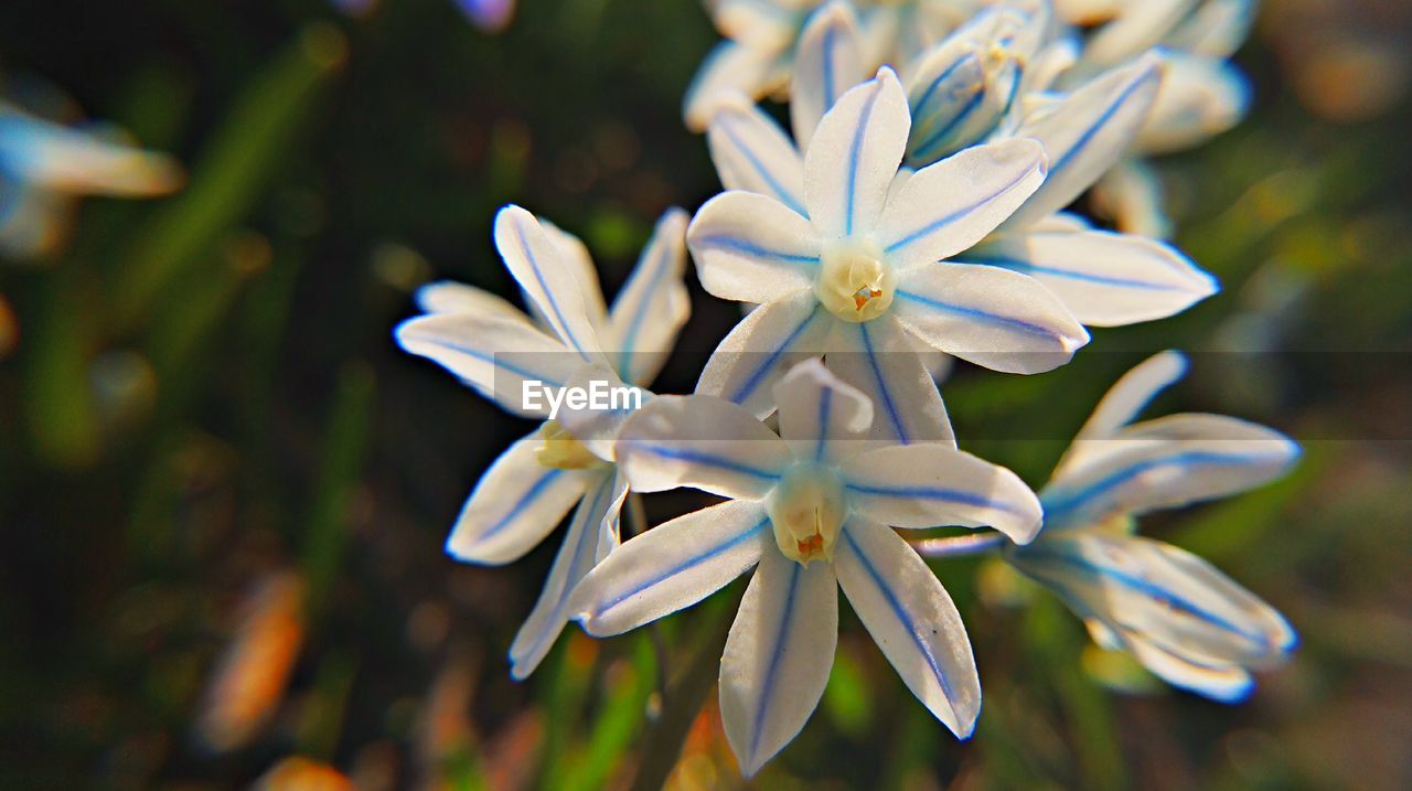 CLOSE-UP OF FLOWERS BLOOMING OUTDOORS