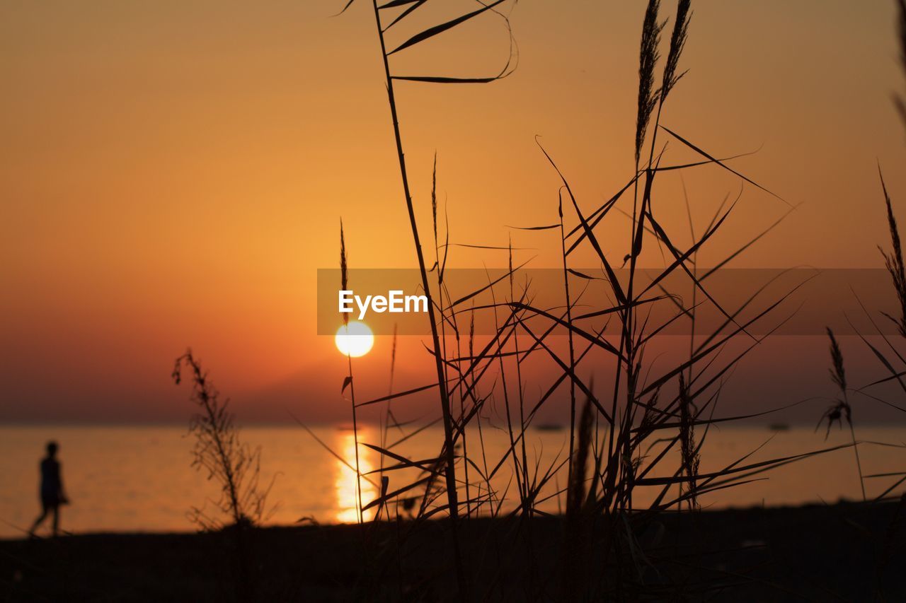 SILHOUETTE PLANTS ON FIELD AGAINST ORANGE SKY