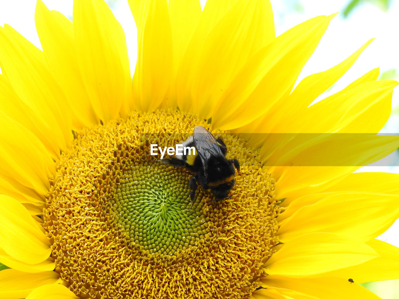 CLOSE-UP OF HONEY BEE ON SUNFLOWER