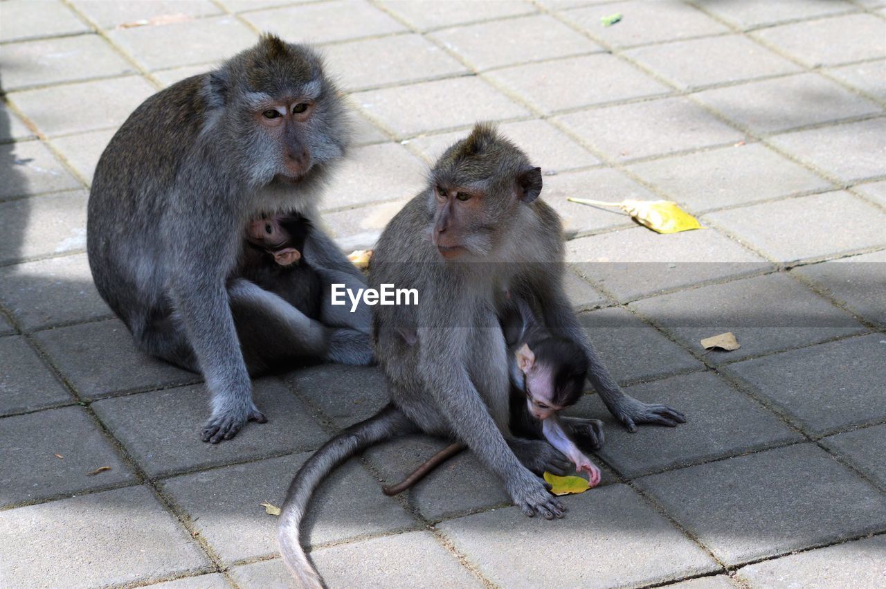 High angle view of monkeys sitting outdoors