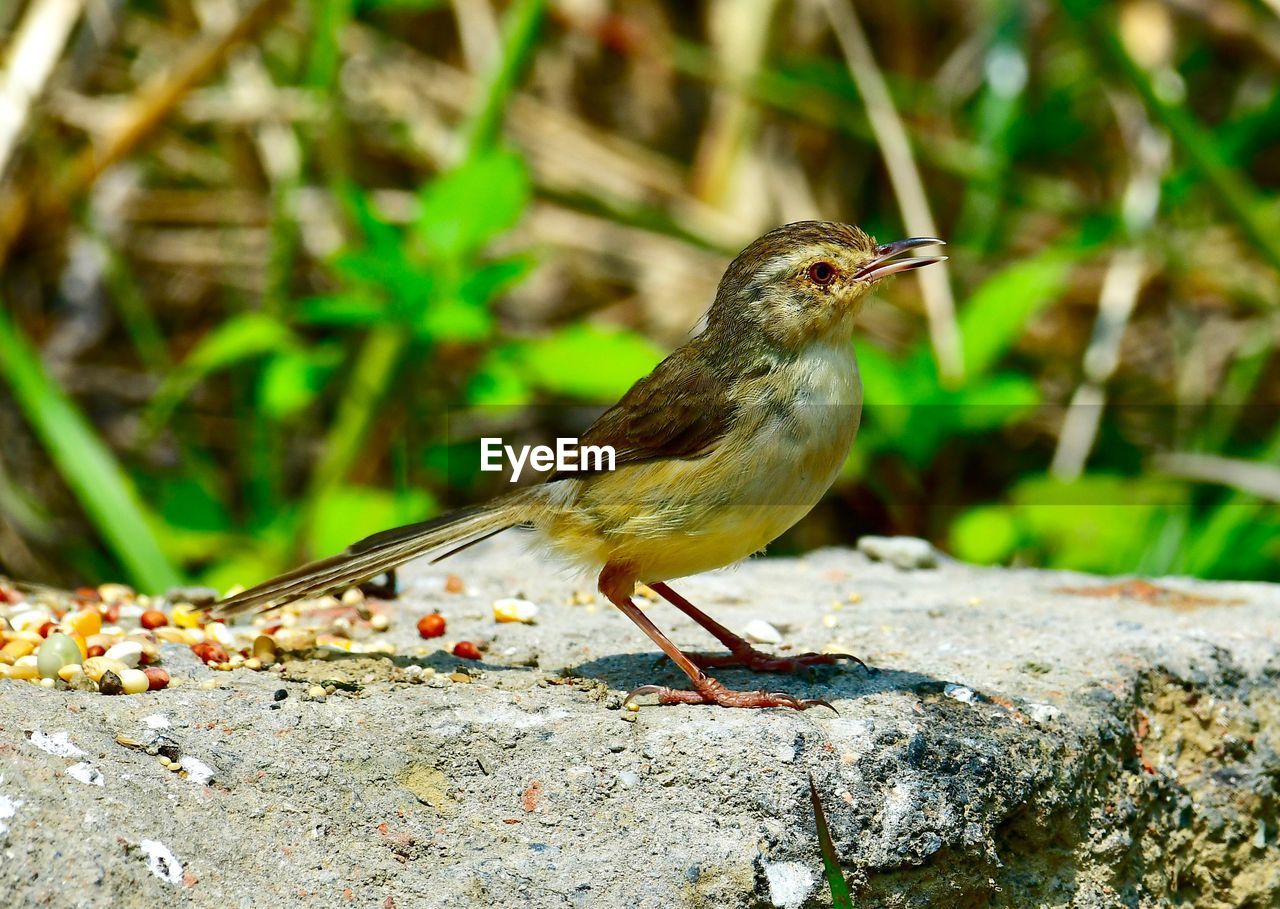 CLOSE-UP OF BIRD