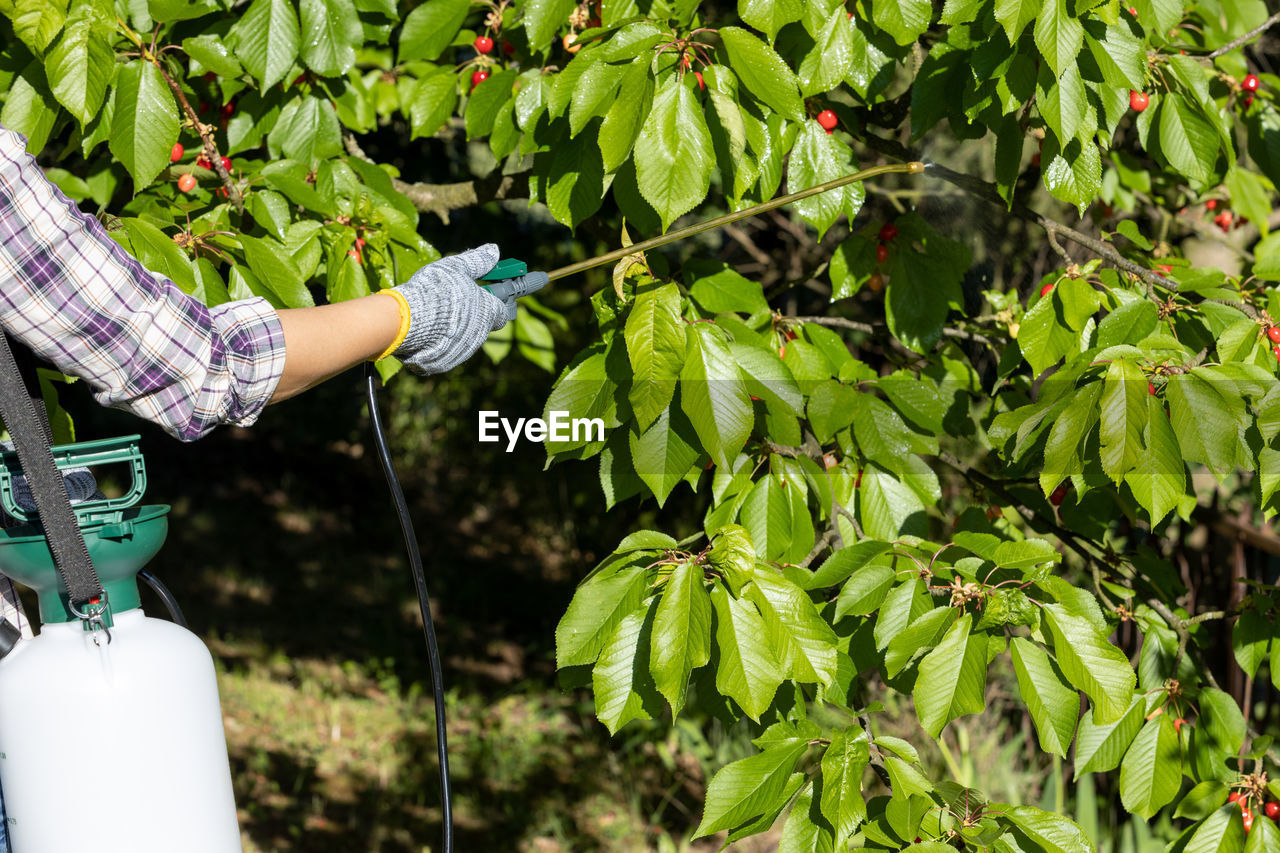 Spraying fruit tree with pesticide or insecticide