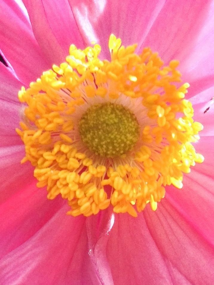 MACRO SHOT OF PINK FLOWER