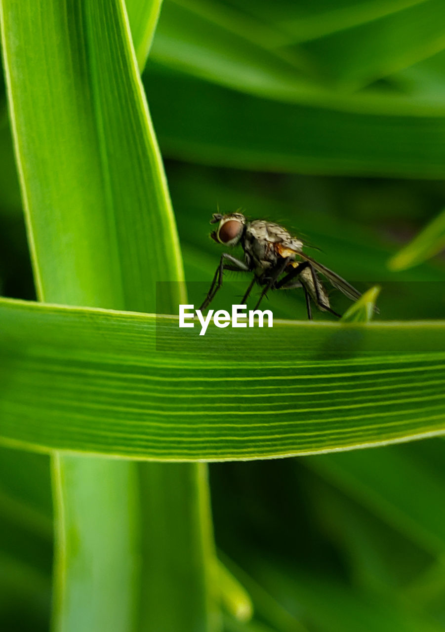 Close-up of fly on leaves