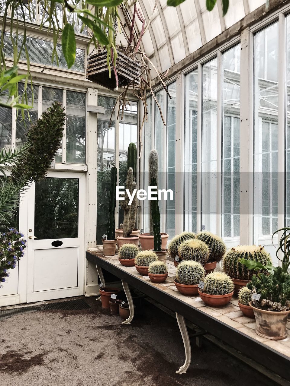 POTTED PLANTS AT GREENHOUSE