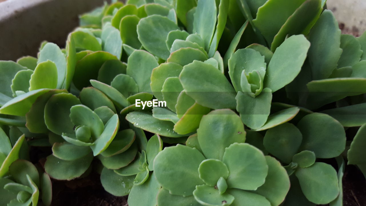 Close-up of succulent plants