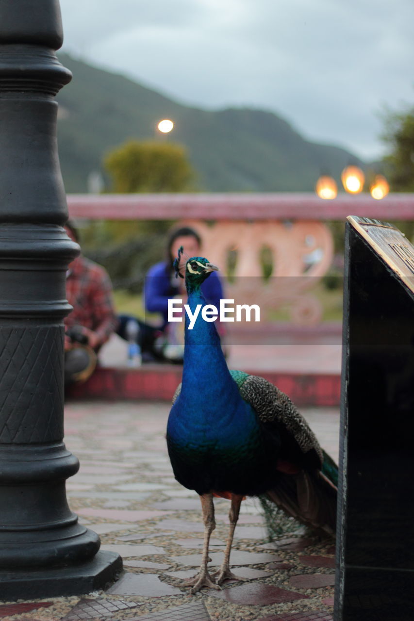 Close-up of peacock at park