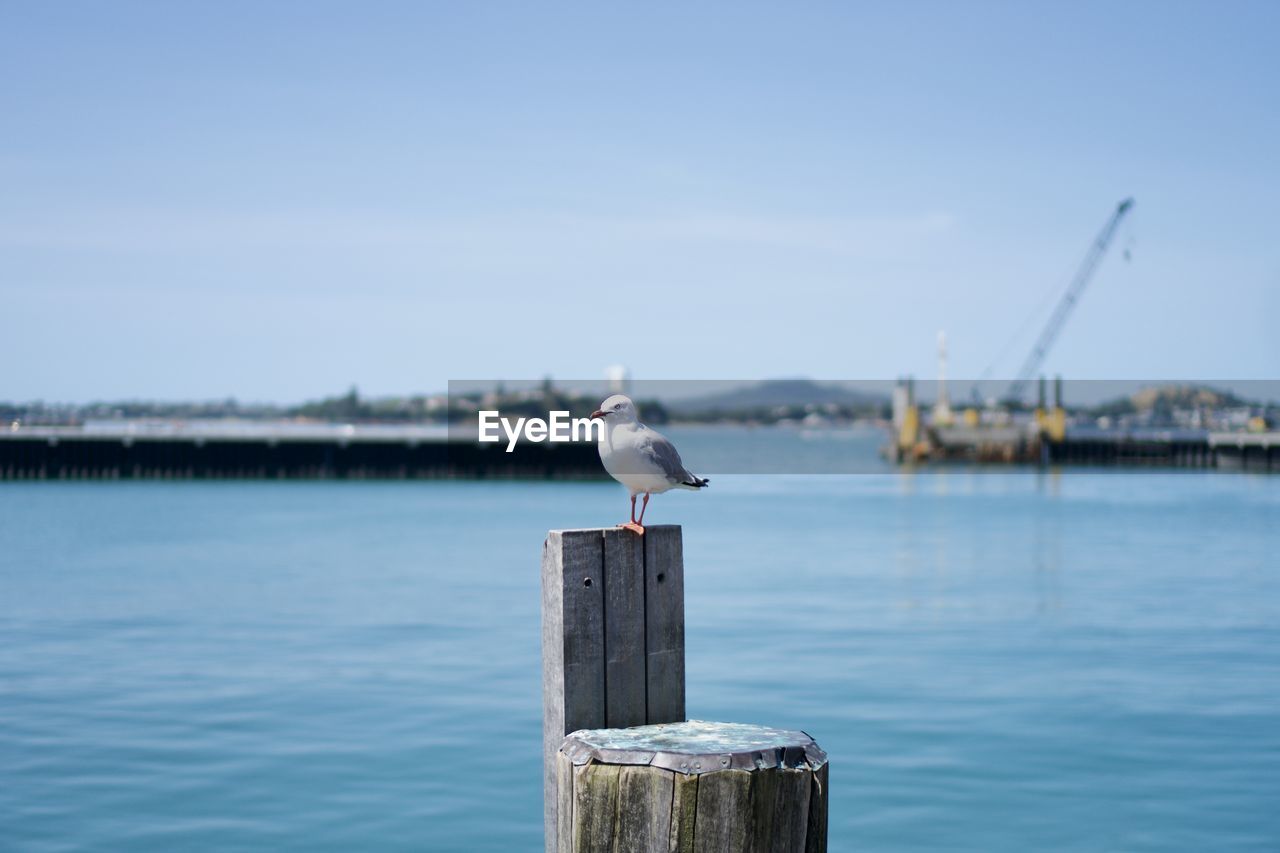 Seagull perching on wooden post