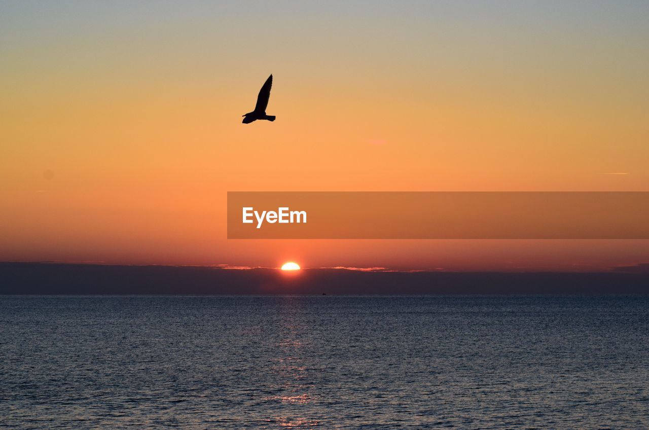 bird flying over sea against sky during sunset