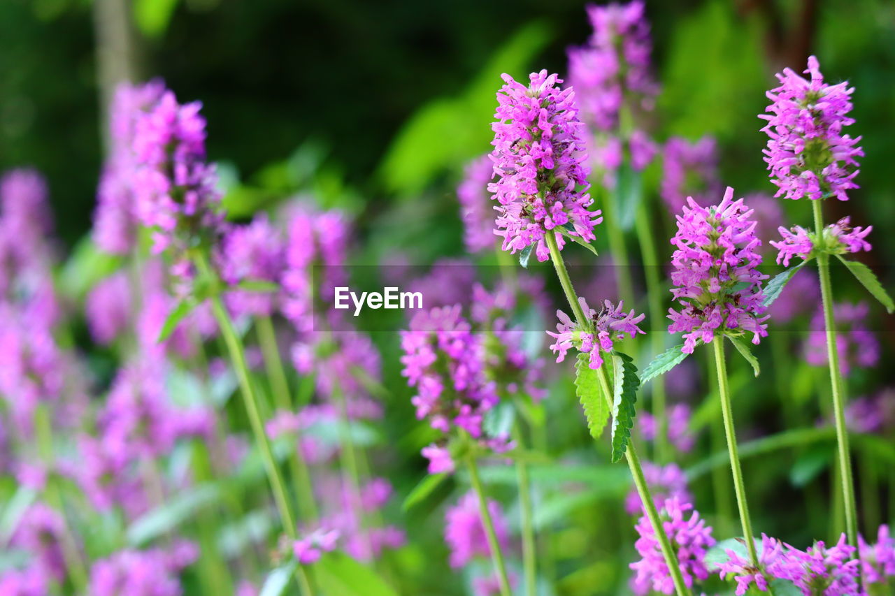 Close-up of pink flowering plants