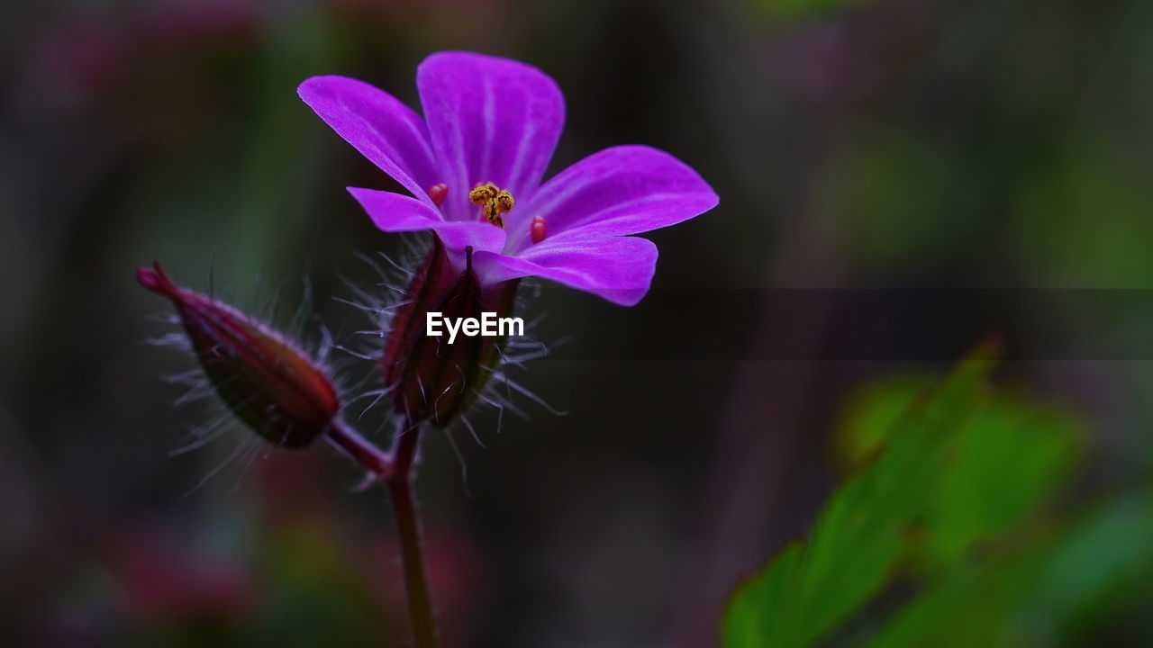 close-up of purple flower