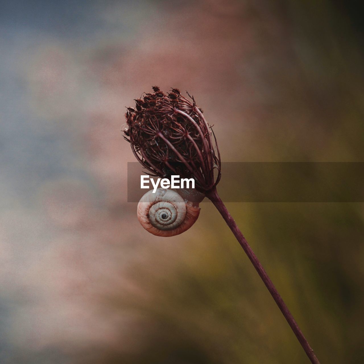 Beautiful snail on the plant in the nature in autumn season