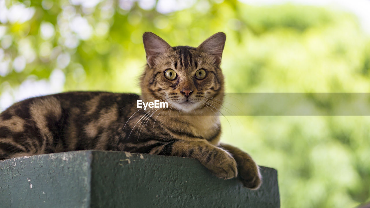 Portrait of cat sitting outdoors