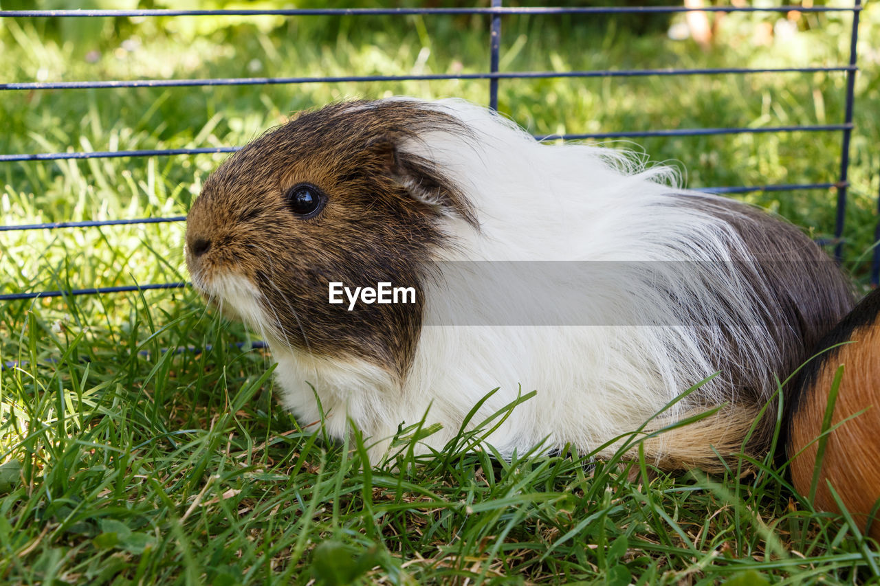 CLOSE-UP OF AN ANIMAL ON FIELD