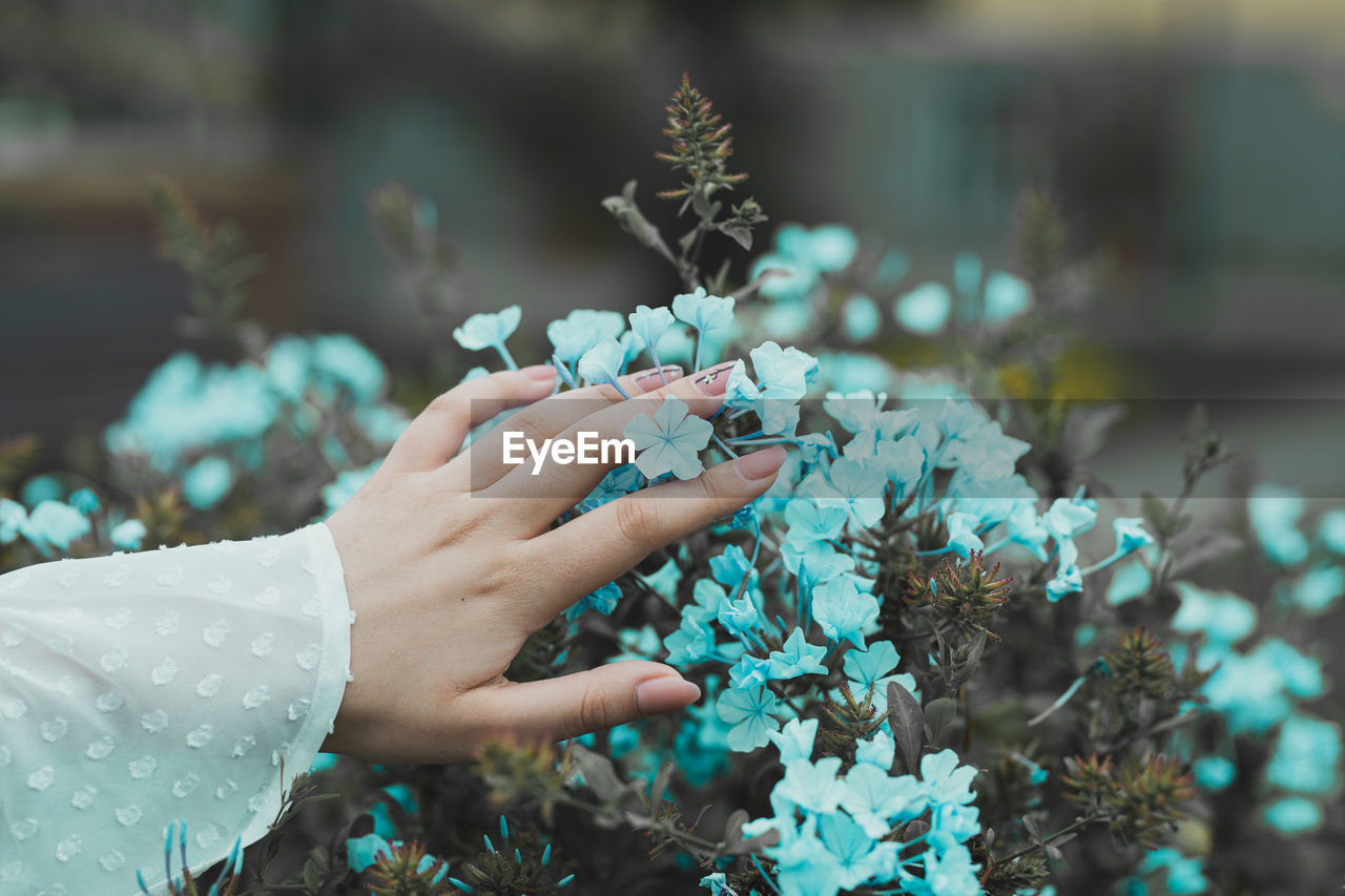 Close-up of woman hand touching flowering plant