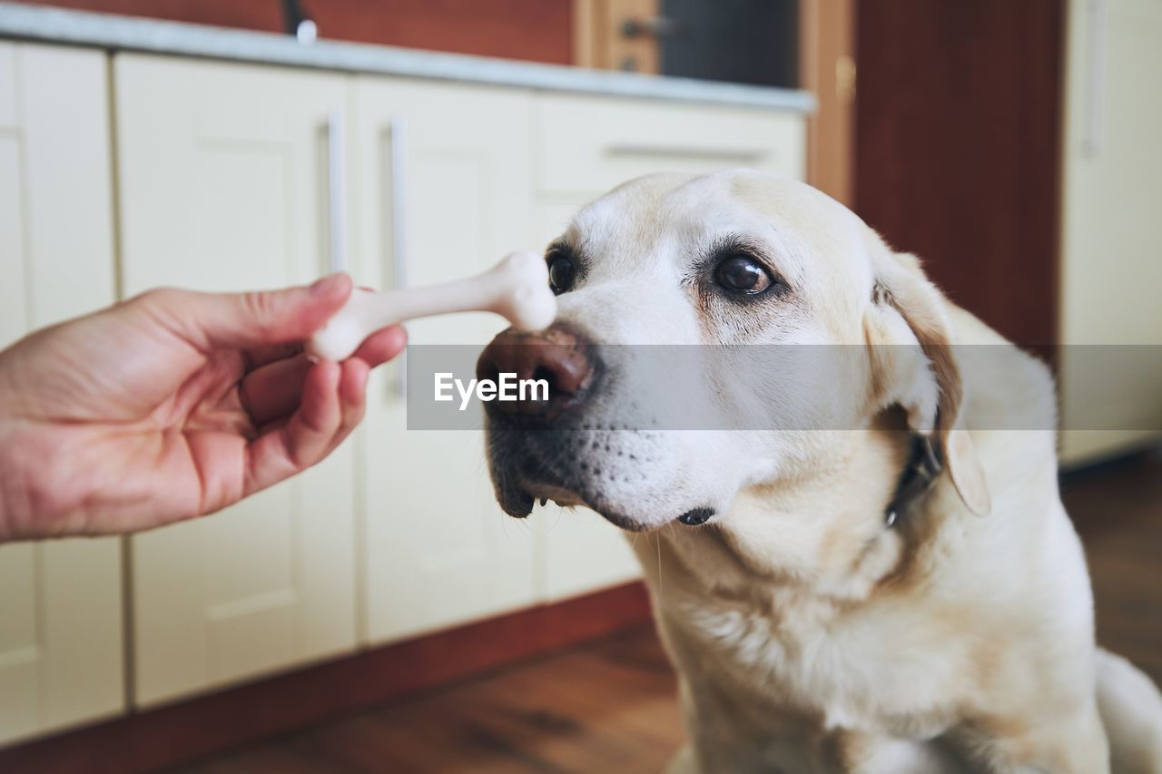 CLOSE-UP OF DOG WITH HAND