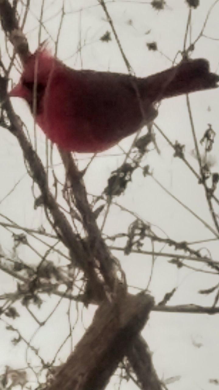 LOW ANGLE VIEW OF BIRD ON BRANCH