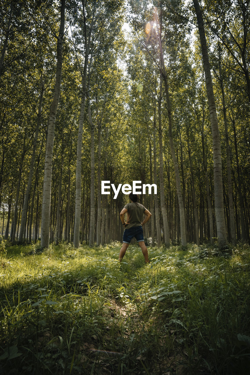 Rear view of man with hands on hip standing amidst plants in forest