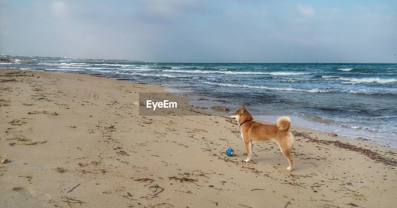 VIEW OF DOG ON BEACH