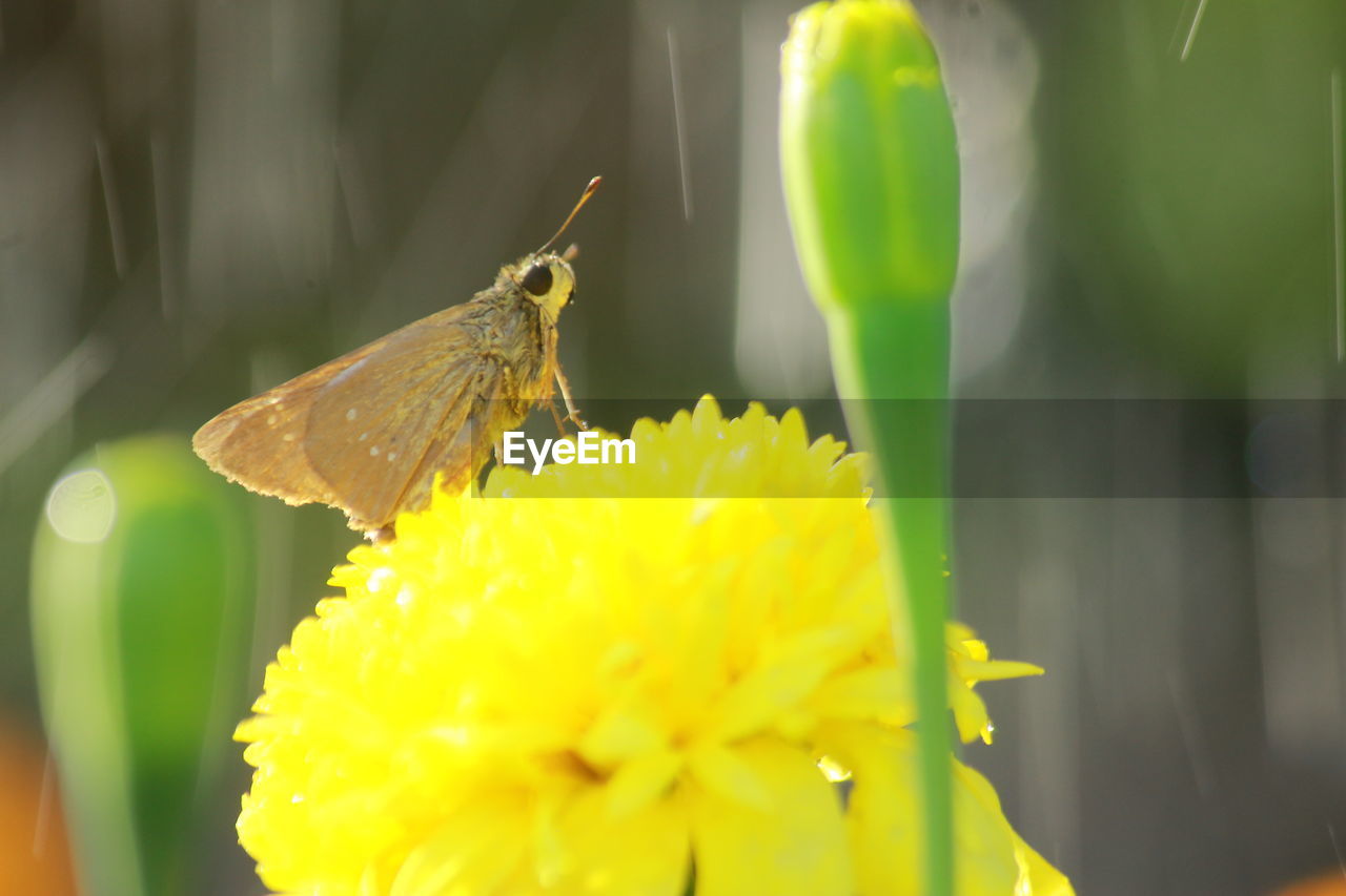 CLOSE-UP OF BUTTERFLY ON YELLOW FLOWER