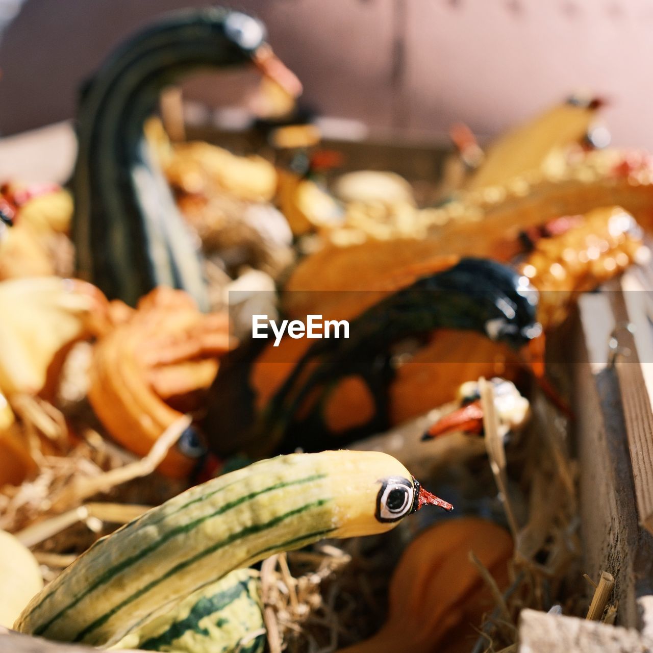 food, food and drink, vegetable, healthy eating, freshness, wellbeing, no people, squash, animal, close-up, market, selective focus, focus on foreground