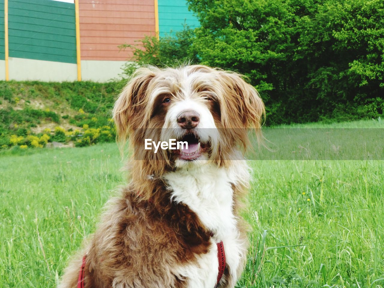 Portrait of dog on field