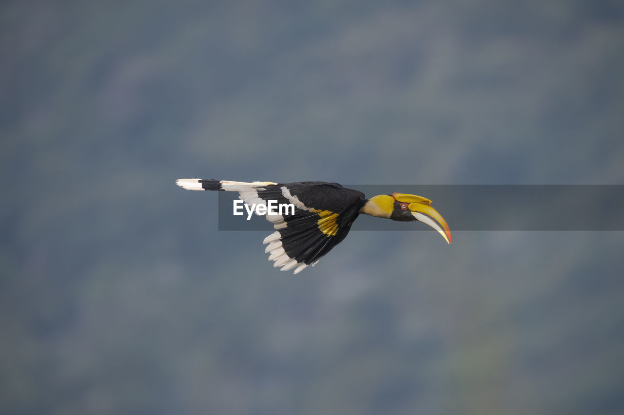 LOW ANGLE VIEW OF BIRD FLYING