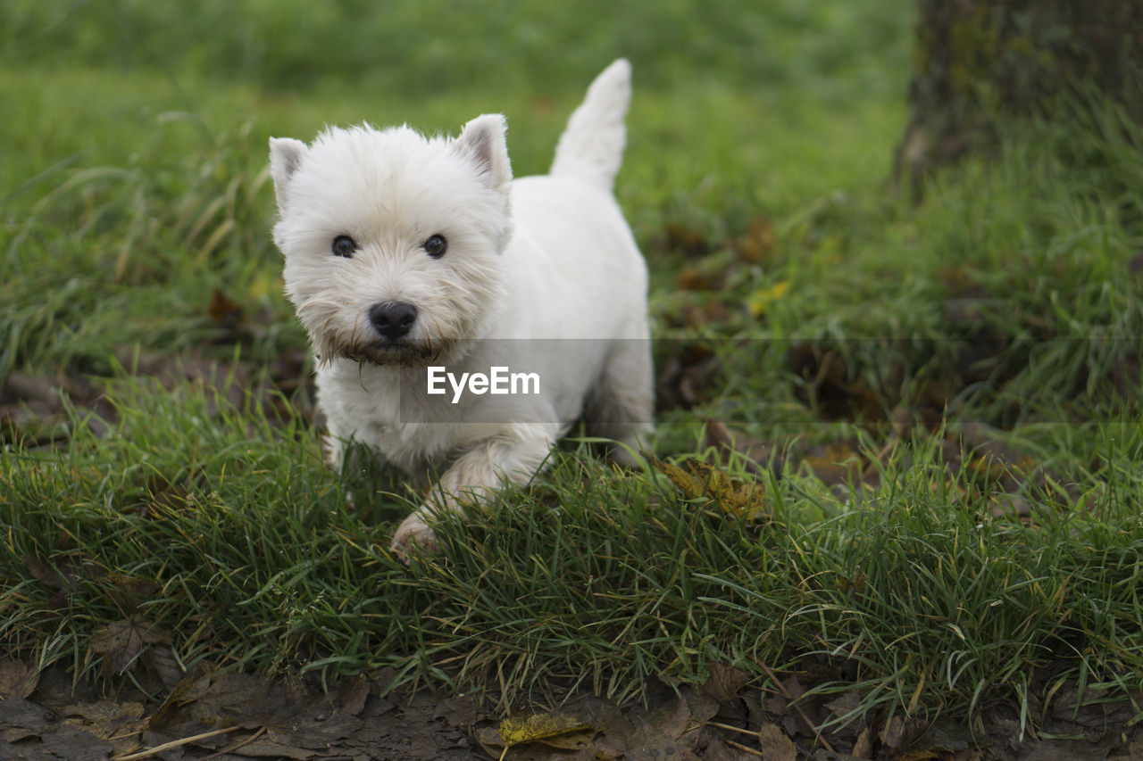 Close-up portrait of white dog on grass