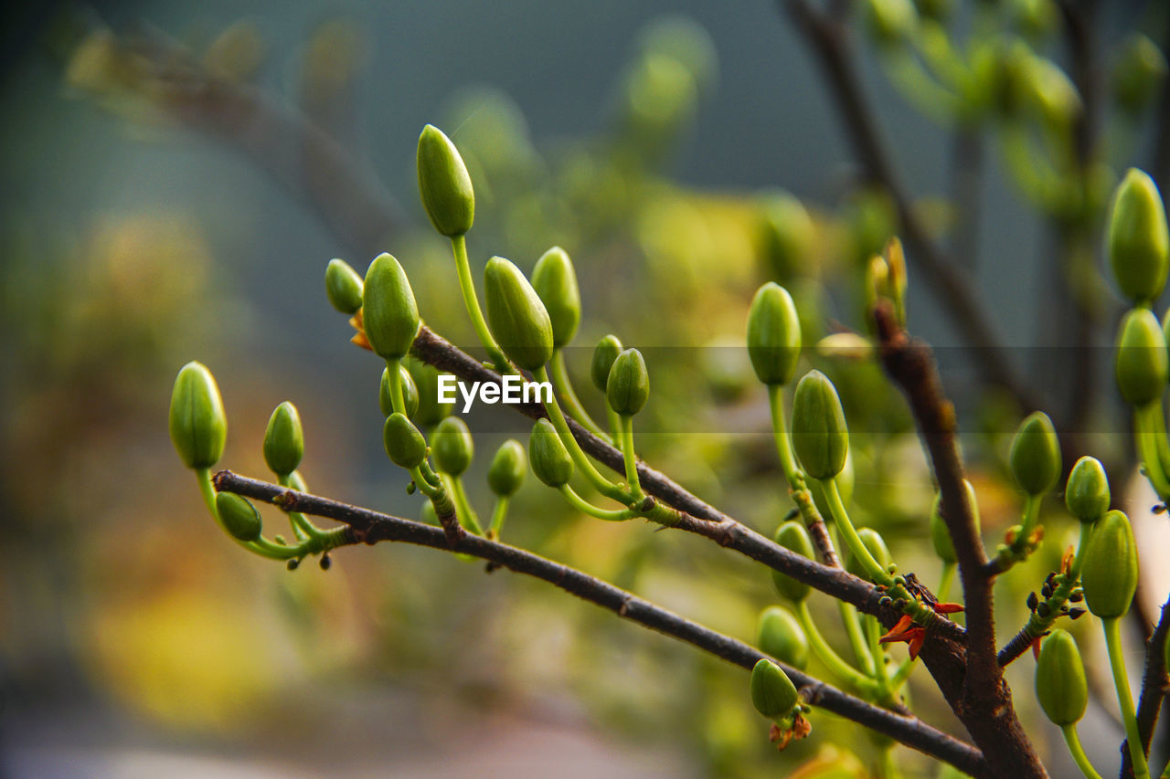 CLOSE-UP OF PLANT