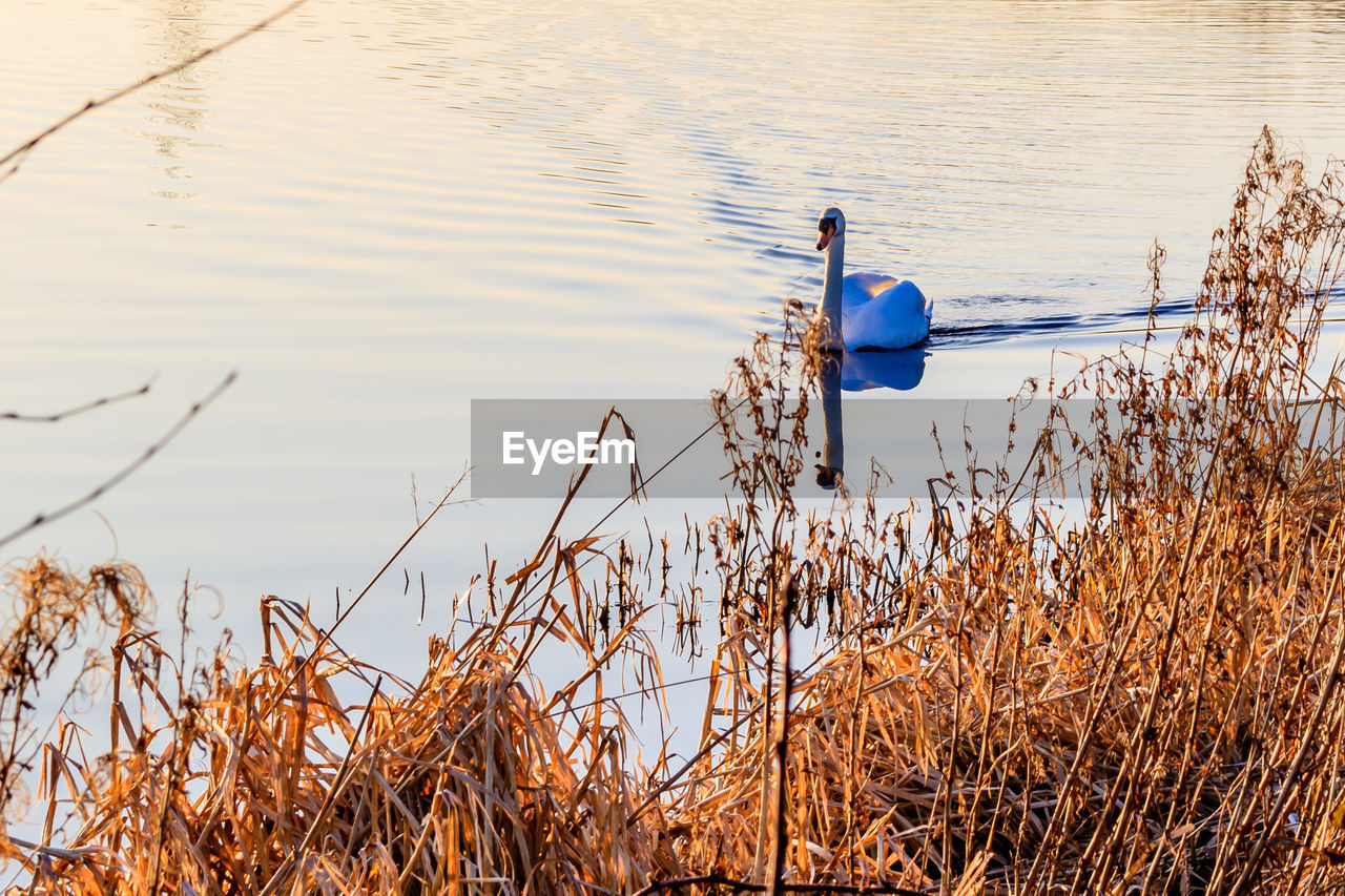 Bird in water