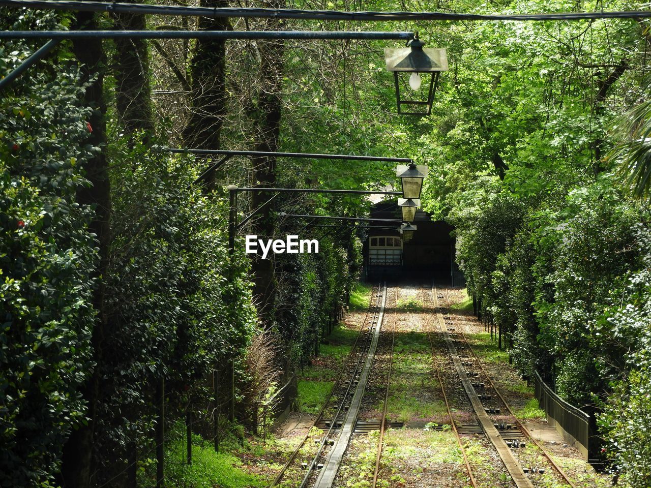 RAILROAD TRACK IN FOREST