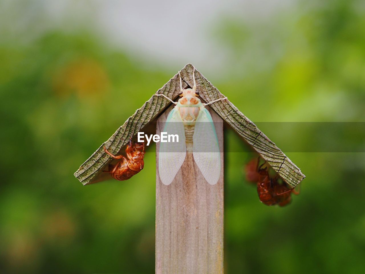 CLOSE-UP OF BUTTERFLY HANGING ON TREE AGAINST BLURRED BACKGROUND
