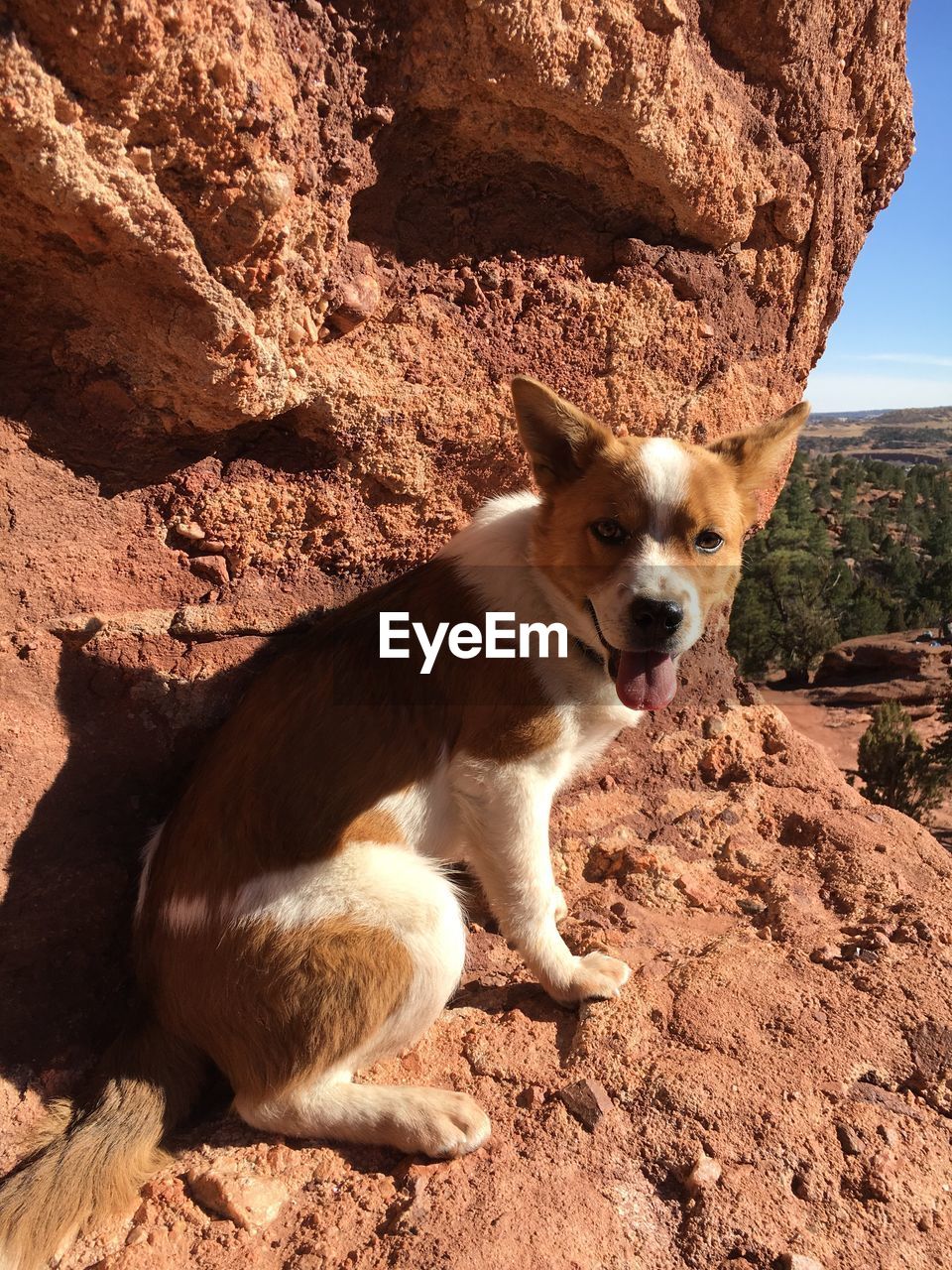 DOG SITTING ON ROCK AT PARK