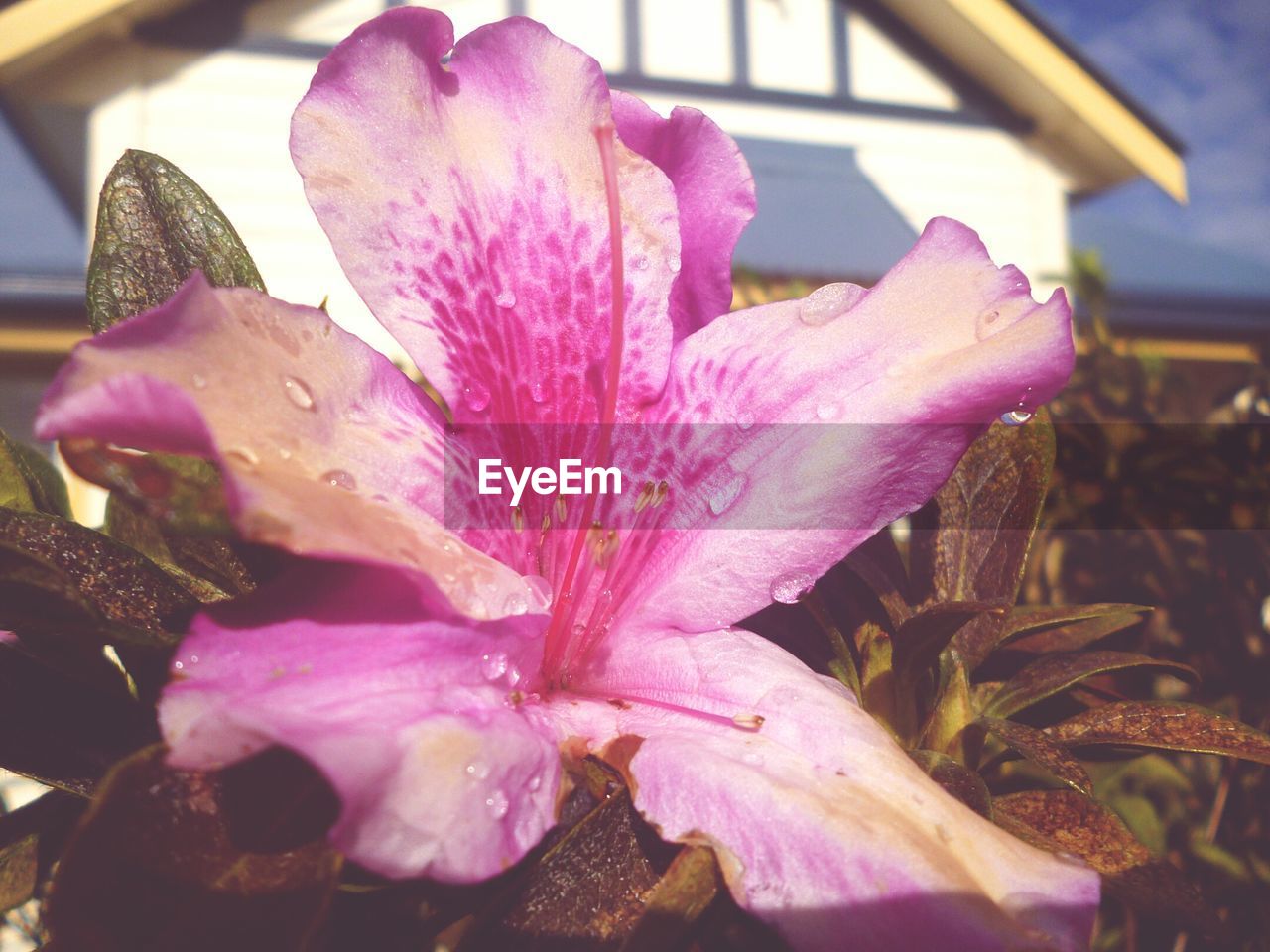 CLOSE-UP OF PURPLE FLOWERS