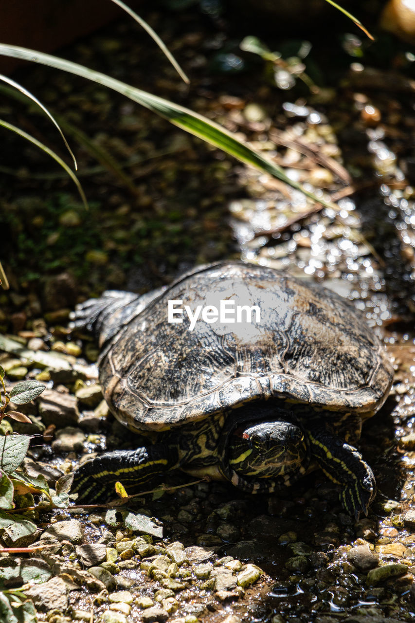 animal themes, animal, animal wildlife, nature, wildlife, one animal, reptile, turtle, water, no people, tortoise, shell, animal shell, close-up, outdoors, sea, day, plant, land, animal body part, amphibian