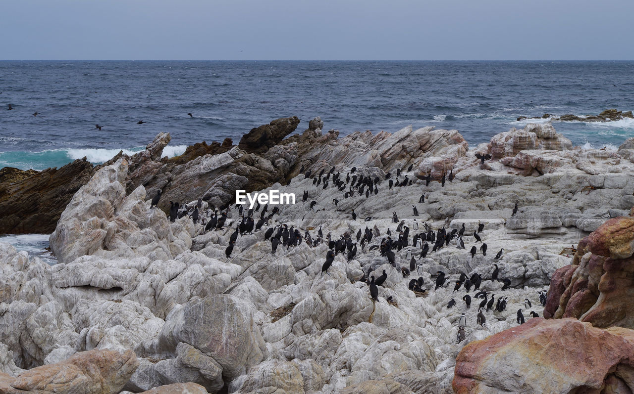 African penguins and cormorants on boulders beach in simon town south africa
