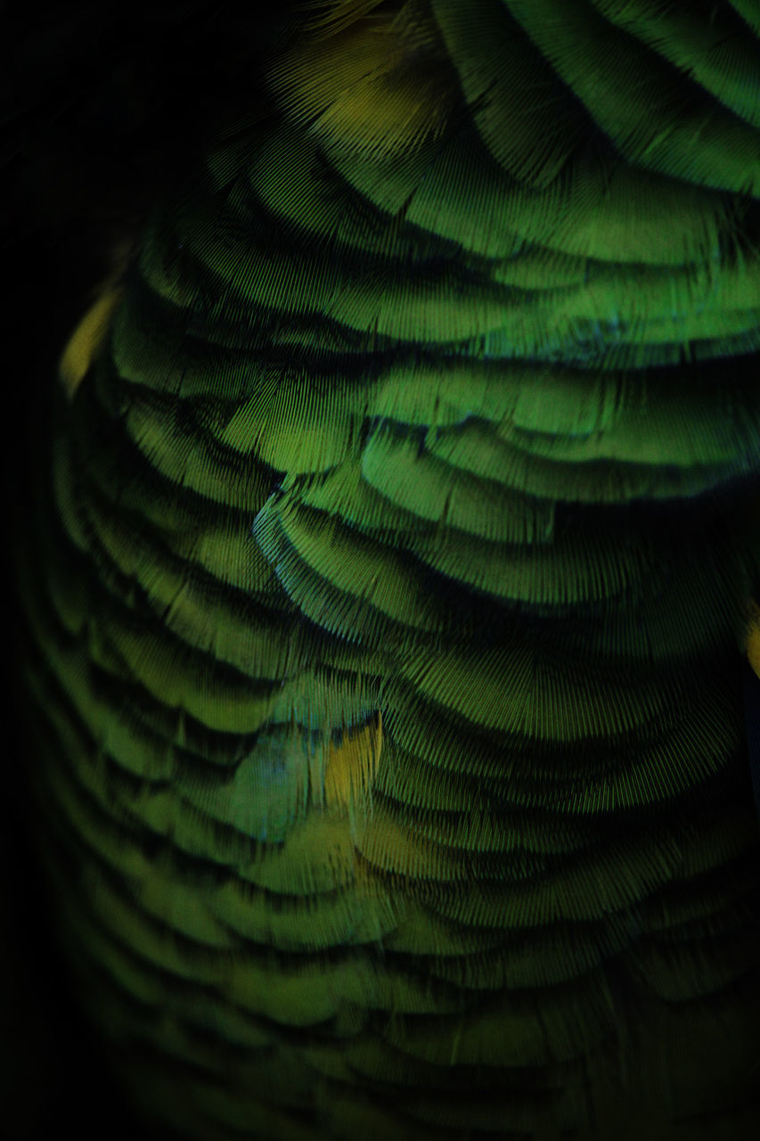 CLOSE-UP OF PEACOCK