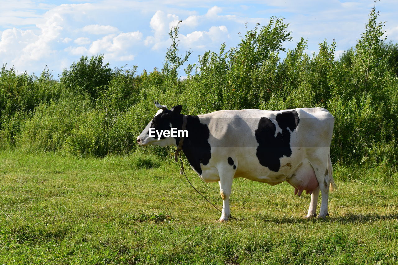 Cows in a field