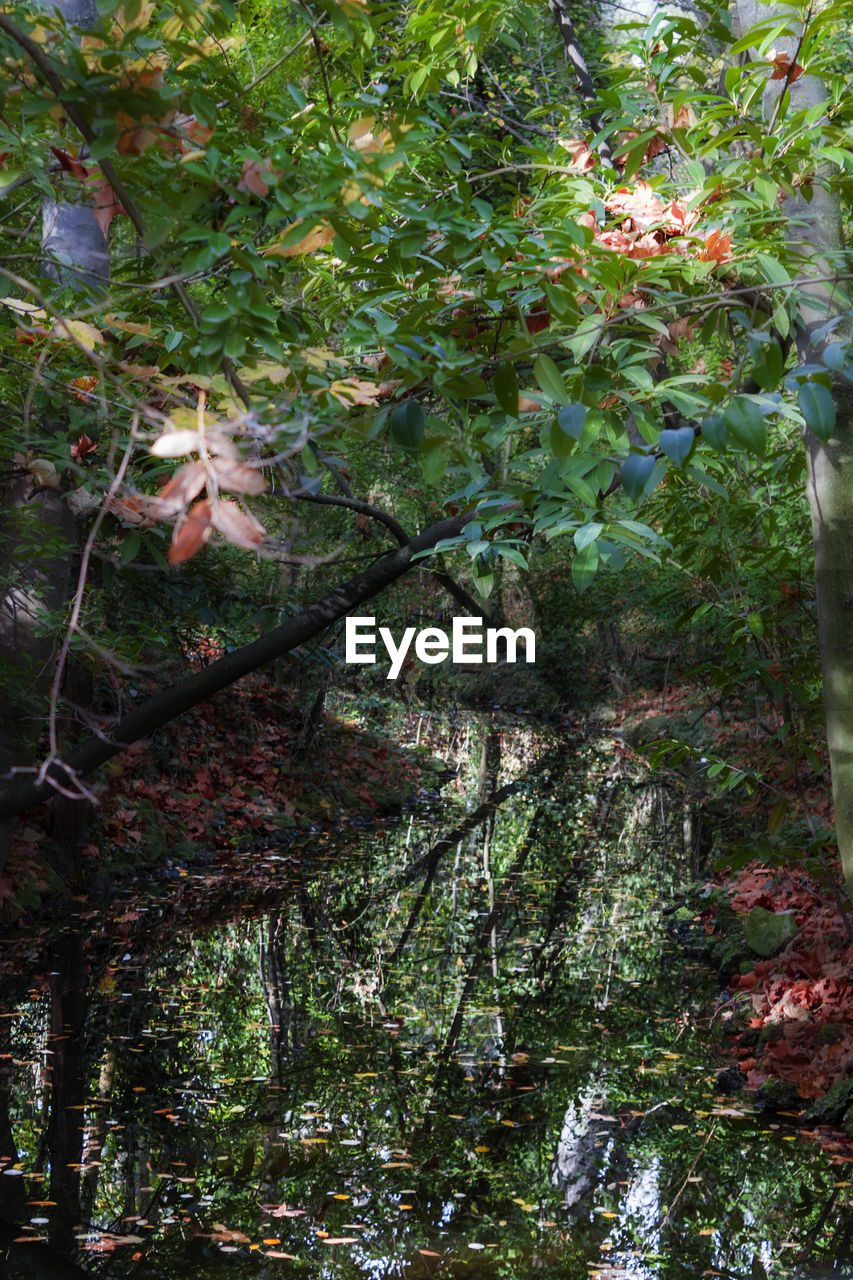 TREES GROWING ON BRANCH