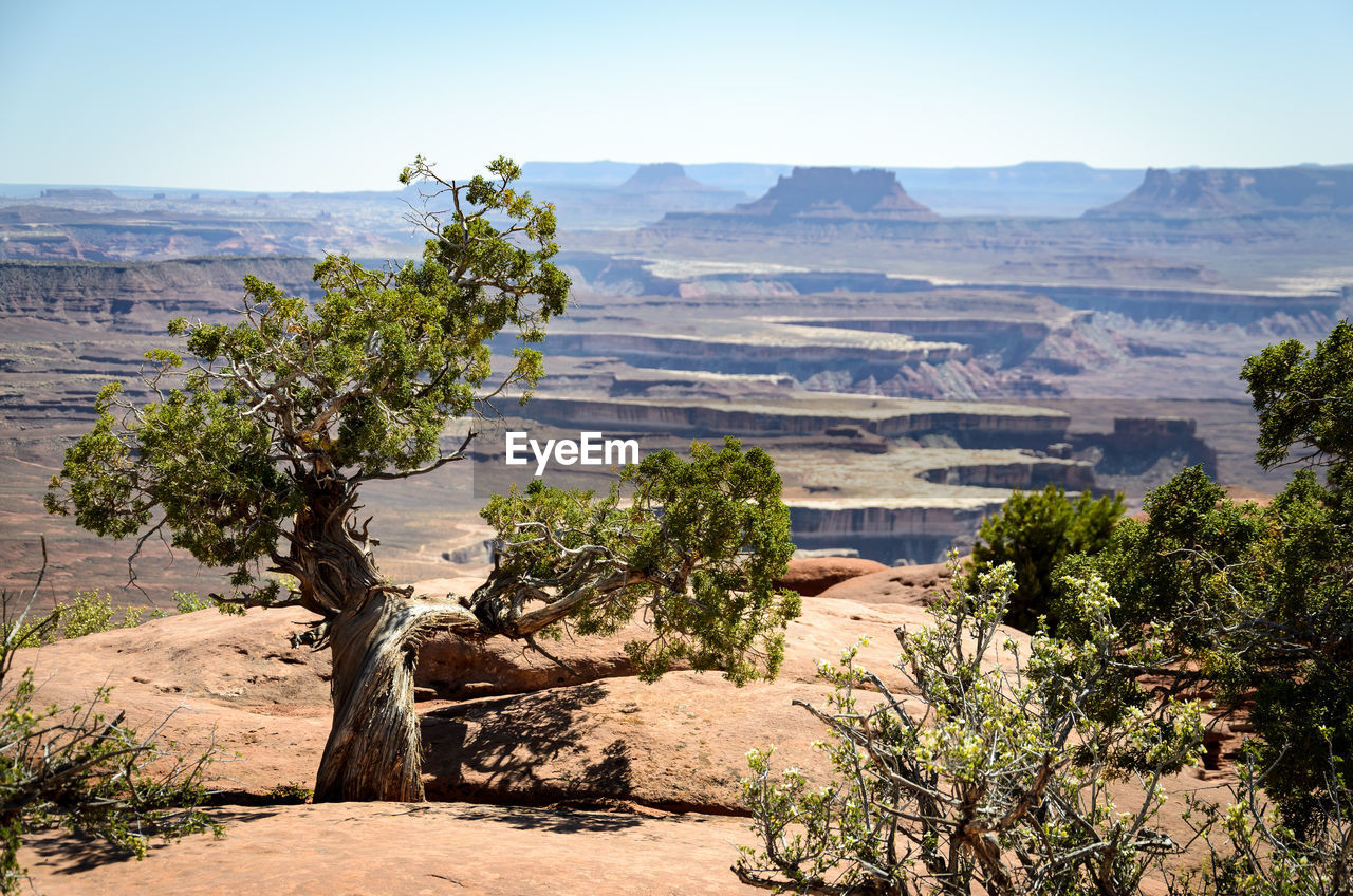 Plants growing in desert against sky