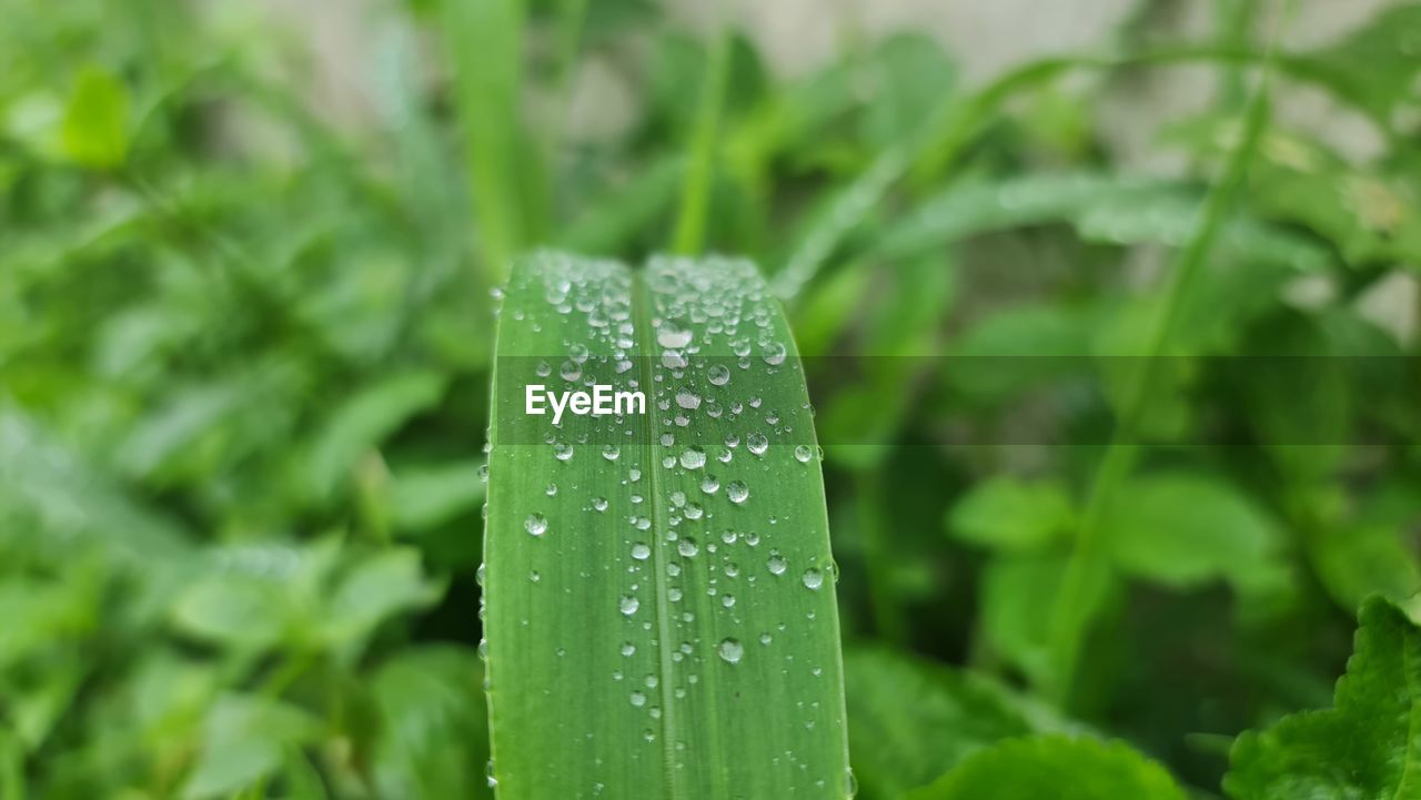 drop, plant, green, wet, water, leaf, nature, growth, plant part, close-up, grass, beauty in nature, no people, lawn, rain, freshness, flower, dew, moisture, outdoors, day, focus on foreground, raindrop, environment, selective focus, macro photography, blade of grass, land, tranquility