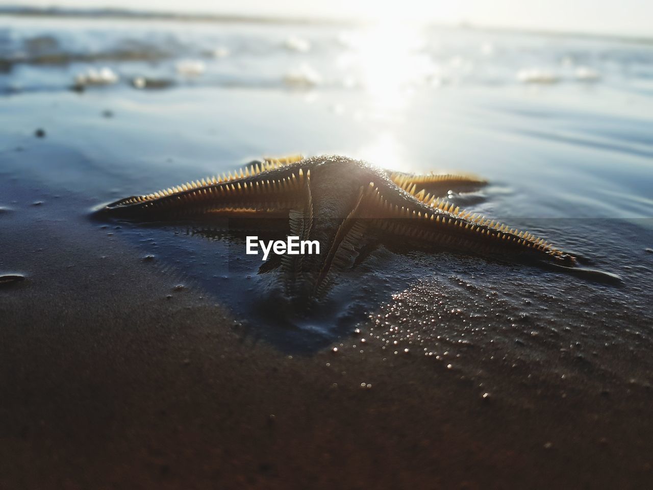 CLOSE-UP OF TURTLE ON BEACH